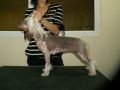 Neikid Jevel Vanessa Chinese Crested