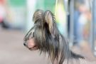 Object X de Fageiro Chinese Crested