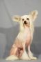 Gallurius Blossom In The Skay Chinese Crested