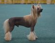 Sunny Lion Favorit Chinese Crested