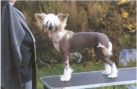 Kashi Perchance to Dream Chinese Crested