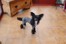 Zucci Smarty Pants Chinese Crested