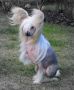 Nazahdi von Shinbashi Chinese Crested