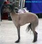 Asanka Cin-Cin Pet Chinese Crested