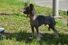 Ridge's Star Tamerlan Chinese Crested
