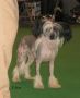 Moonswift Manhattan Moon from Utopiangold Chinese Crested