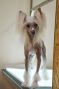 CrystalHeart Guardian Loveland Fantasy Chinese Crested