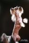 Joyway's You Rock My World Chinese Crested