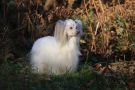 Excuse to Love Diamond Place Chinese Crested