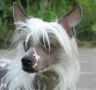 Olegro Katrin Maviles dlja Khakasia Chinese Crested