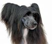 Chattanooga's Who Loves Me Chinese Crested