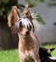 Be My Dog's Ohne Gleichen Chinese Crested