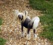 Jokima Just A Legend - SOM Chinese Crested