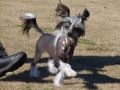 Yash Jp Smash Shadow Chinese Crested