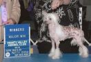 Bokate Tell Me Lies Chinese Crested