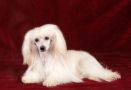 Key for Acro z Haliparku Chinese Crested