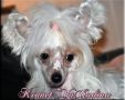 Icecrested's Athene Chinese Crested