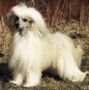 Prefix Damascus Chinese Crested
