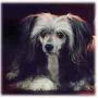 Afina Vellar Chinese Crested