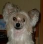 Strong Style Polina Chinese Crested