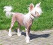 Desiree from Angels Fundation Chinese Crested