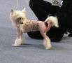 Gloss and Glimmer von Shinbashi Chinese Crested