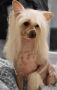 Fridfion Arradiel Chinese Crested