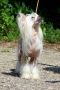Zagadochnaya Lora s Gostinogo Dvora Chinese Crested