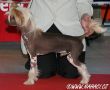 Gucci Certova Stena Chinese Crested