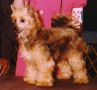 Kobi-Linfred's Savoy Truffle Chinese Crested