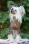Sasquehanna (FCI) Ruletka Chinese Crested