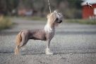 Jean Dark Head Over Heels Chinese Crested
