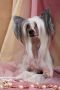 Irgen Gold Prada Pompeza Chinese Crested