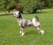 Just Call Me Mr Muscle Chinese Crested