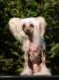 Volshebnaja Loshadka Etsu To Jammings Chinese Crested