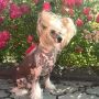 Afrodita Godness of Beauty Chinese Crested