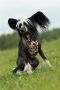 Rus Crimson Empaer Show Me Angel Look Chinese Crested