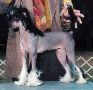 Robrex's Espresso Classico Chinese Crested