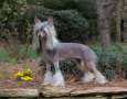 CH GCHS Cinondra N' Gemstone's Good Girls Go To Heaven Chinese Crested