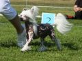 Chineseblue's Highlight Chinese Crested