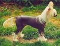 Moonswift Desert Wind Chinese Crested