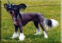 Suanho's Top Tohono Chinese Crested