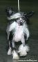 Zucci It's Chico's Time Chinese Crested