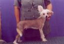Show Crokodail Bestseller Chinese Crested
