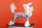 Crest'd Label American Playboy Chinese Crested