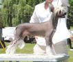 Malaguena Salerosa of Gardine Chinese Crested