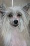 Sasquehanna Grobla Chinese Crested
