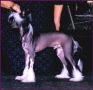 Sunstar's Sly Mcfly Chinese Crested