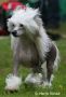 Krysolit Extreme Star � Vous Chinese Crested