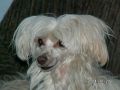 Hosanna-Heroina Dew Chinese Crested